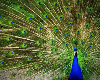 Full frame shot of peacock