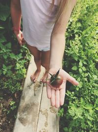 Low section of girl holding tomato while standing on wood amidst plants