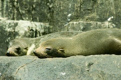 Close-up of sea lion