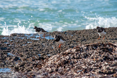 High angle view of birds on beach