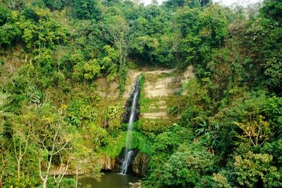 River flowing through forest