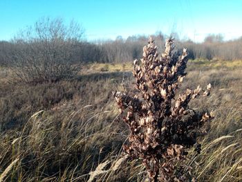 Close-up of dead plant on field against sky