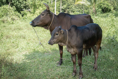 Cow standing in a field