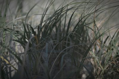 Close-up of plants