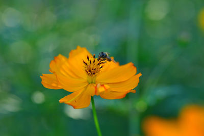 Close-up of bee pollinating on flower