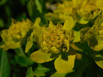 Close-up of yellow flowering plant