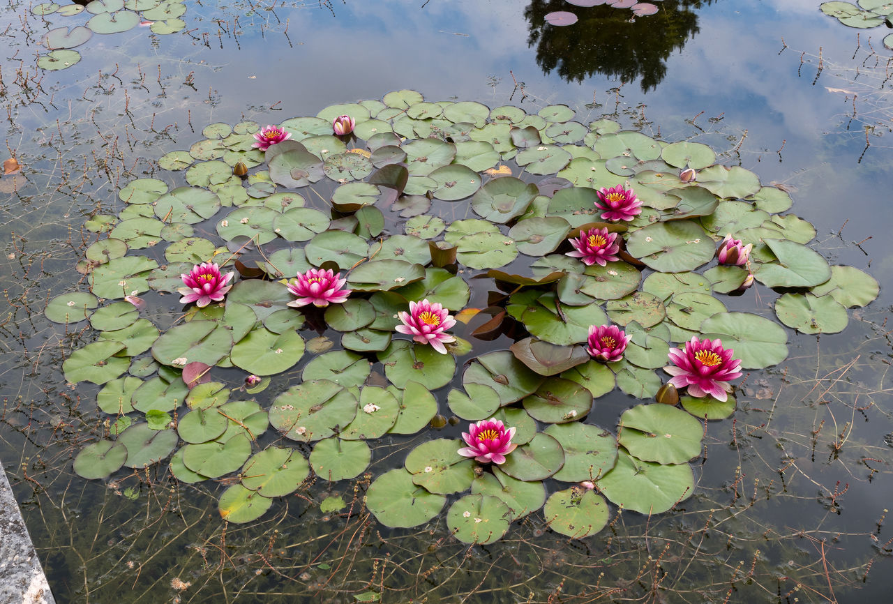 PINK LOTUS WATER LILY ON PLANT