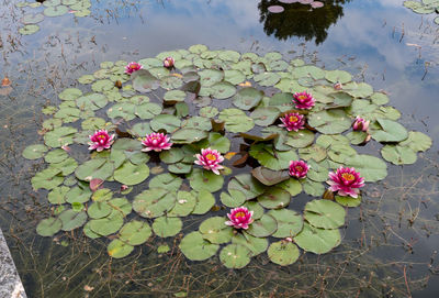 Pink lotus water lily in lake