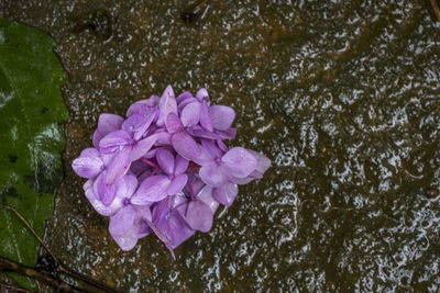 High angle view of flowers blooming outdoors