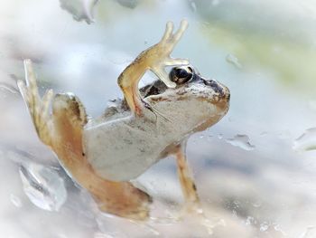 Close-up of fish swimming in water