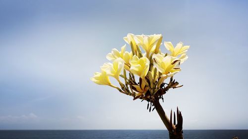 Close-up of yellow flowering plant against sea