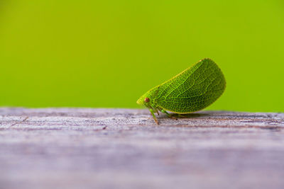 Close-up of caterpillar on leaf