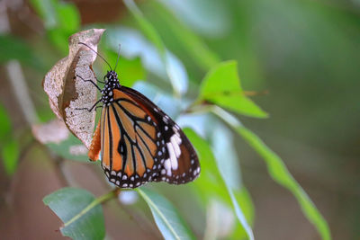 Close-up of butterfly pollinating flower