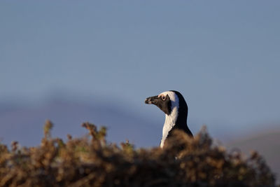 Side view of a bird against sky