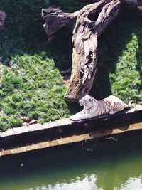 High angle view of white tiger resting near pond in zoo