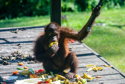 Monkey eating food