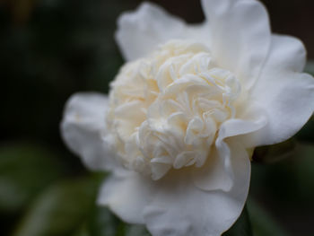 Close-up of white rose