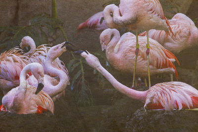 Close-up of flamingos in water