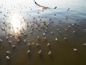 High angle view of seagulls in lake