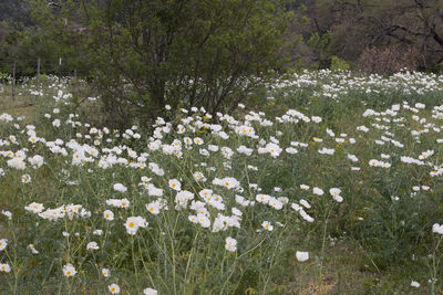 White flowering plants on field