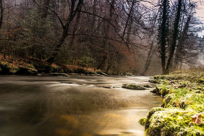 Scenic view of river in forest against sky