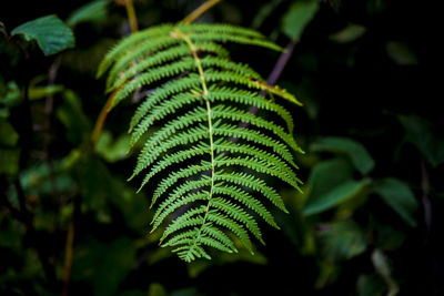 Close-up of fern leaves