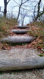 Footpath in forest