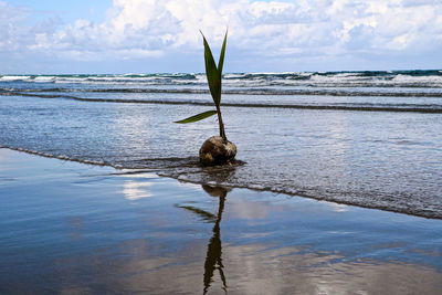 Horse on shore against sky