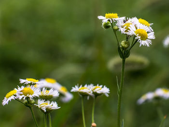 Close-up of white daisy flowers on field