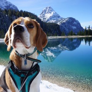 Close-up of dog on snowcapped mountain against sky