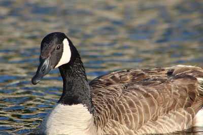 Close-up of duck swimming in lake