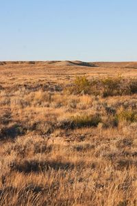 Scenic view of field against clear sky