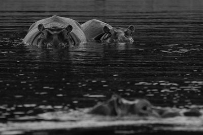 Close-up of hippos in water