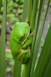 Close up of a white lipped tree frog on palm leaf, mareeba wetlands, queensland, australia