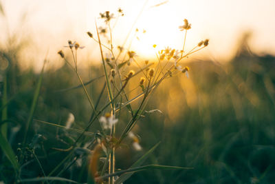 Close-up of wheat growing on field during sunset