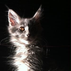 Cat looking away