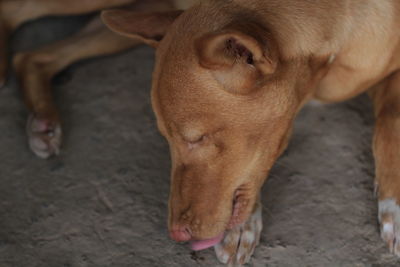 Close-up of a dog