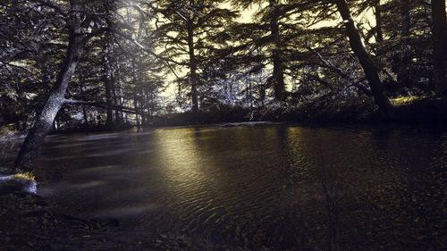 Scenic view of lake in forest