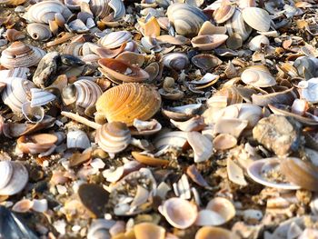 High angle view of seashells on beach