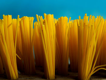 Close-up of yellow flowers against blue background