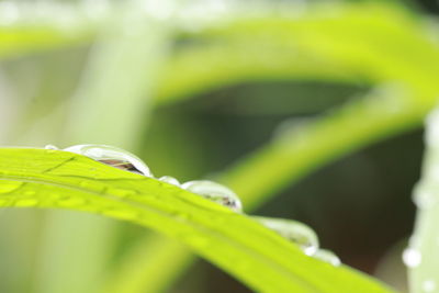 Close-up of water drops on plant leaves