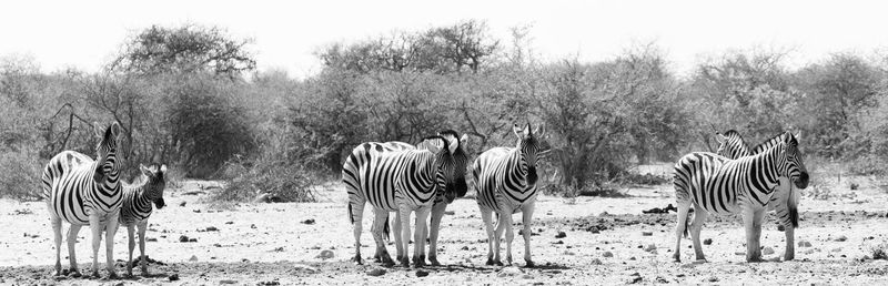 Panoramic view of zebras standing on field