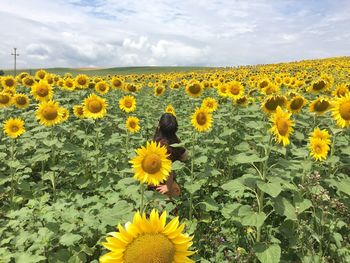 Scenic view of sunflower field against sky