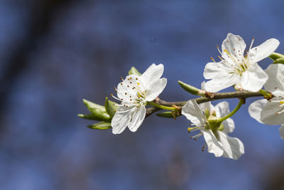 Trees with white flowers in spring