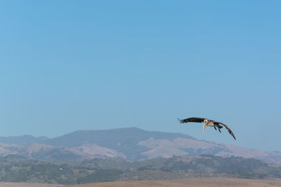 Bird flying over mountain against blue sky