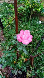 Close-up of pink flowers