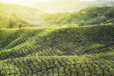 Sunrise over tea valley, cameron highlands malaysia