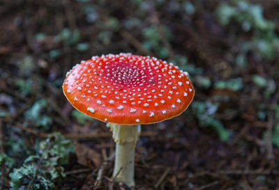 Close-up of fly agaric mushroom on land