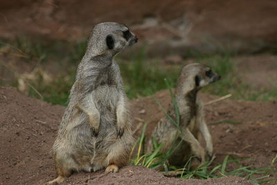 Meerkats looking right