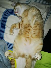 High angle view of cat sleeping on bed at home